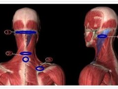 颈部肌肉锻炼，有颈椎小毛病的更要练！